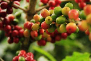 koffiebonen ongebrand